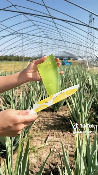 aloevera cutting skills with China EP _11#aloevera
