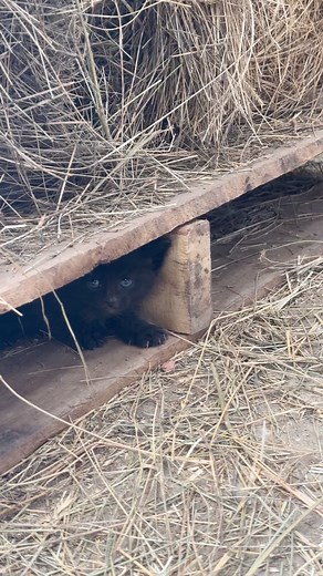New little barn kitten! #kitten #ferocious #cute #ranch #ranchlife #void | Our Wyoming Life