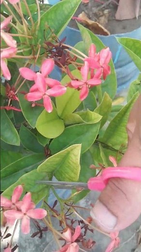 how to pruning and care Ixora plant ☘️