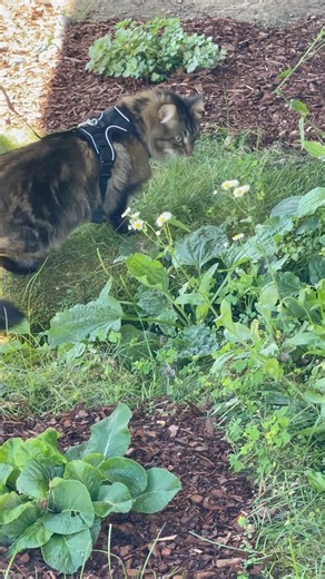 Sundrop trying his leash #cat