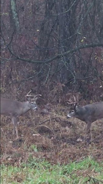 How old is the buck on the right?