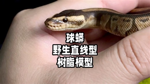 球蟒野生直线型树脂模型