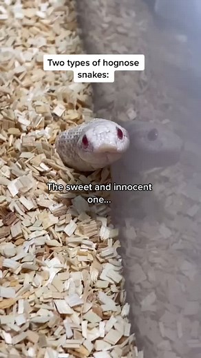 Understanding the Two Types of Hognose Snakes