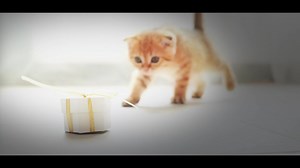 Get the largest companies from the Small Cap space | DSP Mutual Fund