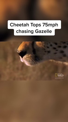 Fastest Cheetah in the World 2022: Speed, Acceleration, and Hunting