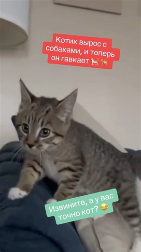 Кот вырос с собаками 🤣 #cat #веселыекоты #кот