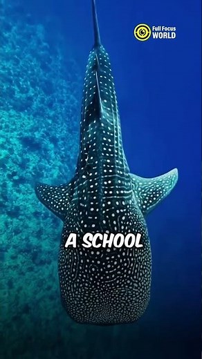 Largest Shark in the Ocean 😲