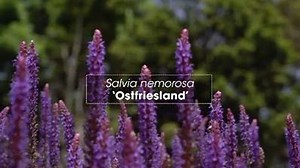 Plant profile - Salvia nemorosa. See the whole show at http://ab.co/2bs4MSt | Gardening Australia