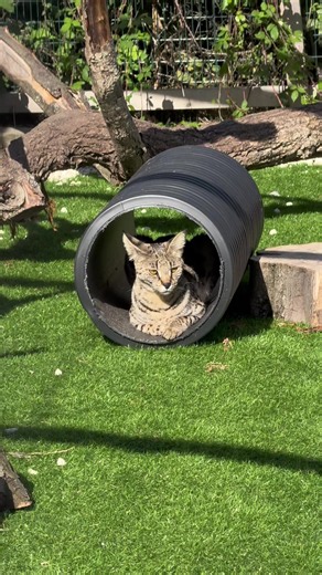 Savannah Cat Care Guide: Exotic Pet Tips for Summer Luxury