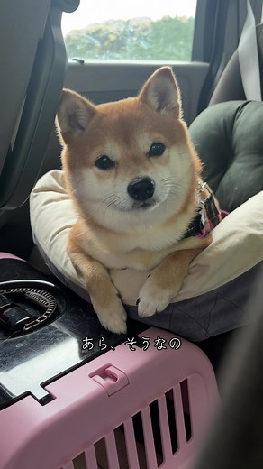 柴犬が遠いじぃじの家へ｜荷物たくさんのお出かけ動画