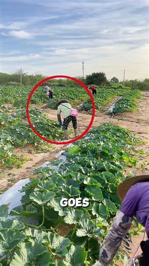 Pumpkin flower hormone alteration technique🤯🥐#farming