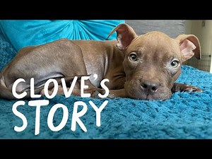 Clove's comeback | Battersea Stories