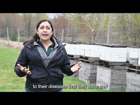 Bee Integrated: Bees and Pesticides