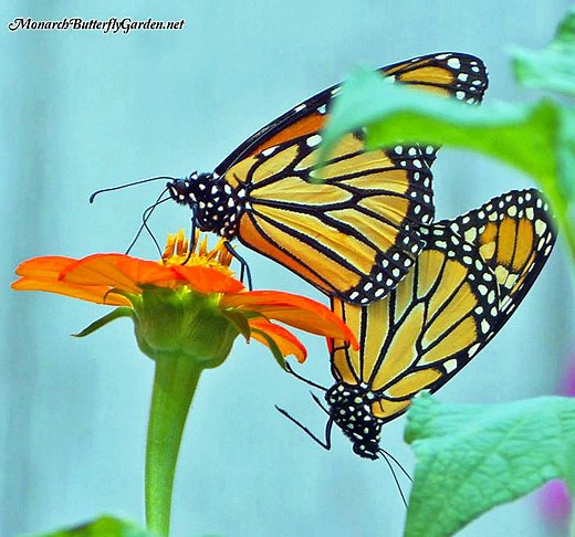 Mexican Sunflower- Nectar Flower Favorite For Monarchs