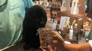 488K views · 512 reactions | This good boy named Wilson LOVES Wisdom®, our new one-of-a-kind dog food! We think your dog will ❤️ it too. Now available at pet stores in the Vegas area! | Earth Animal | Facebook