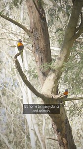 Our water supply system plays an important role in keeping the plants and animals that call our rivers and creeks home, healthy and safe. Find out how water released into the environment, through our water supply system, helps support healthy people, rivers and ecosystems. | Melbourne Water