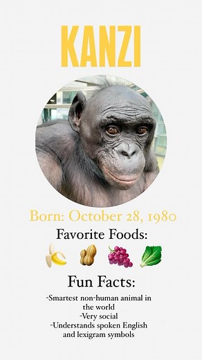 Meet the bonobos! Ape Initiative is home to seven magnificent bonobos - Elikya, Clara, Mali, Maisha, Teco, Nyota, and Kanzi! ❤️🩷🧡💚💙💜💛 Every bonobo is unique and has their own wants, likes, and needs. That is why each bonobo has an individualized care plan to promote their health and well-being! Check out apeinitiative.org/meet-the-bonobos to learn more about our bonobo family members and go to apeinitiative.org/store to sponsor a bonobo’s day! Thank you so much for your support! 🙏🌍 | Ape