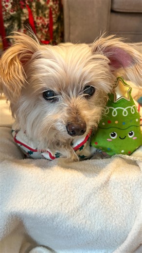 Roamer on Instagram: "Excuse me… important announcement 🐶 I just wanted to say THANK YOU to my 1900+ new frens for showing me so much love these past two days 🥹💛 I promise to keep wagging, smiling, and sharing my journey with you. 🥰🥰 . . . #dogs #dogsofinstagram #cute #morkie #trending"