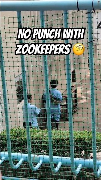 Punch the Monkey Missing Again! Returns & Eats #punchi #shorts #fyp #viral #animals