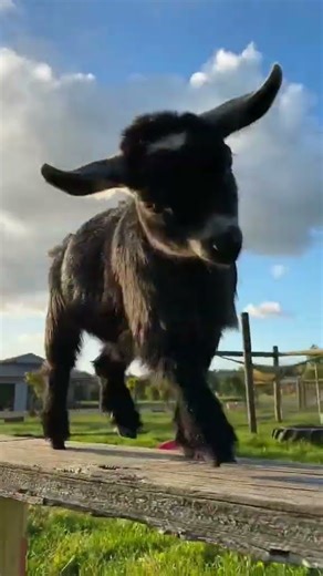 Cute Goat Kids Jumping & Fighting | Funniest Baby Goats Ever #Shorts