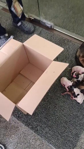 2.5M views · 169K reactions | Please Share for update po  Heto na po update Kay MamaDog and mga Puppies niya na nakita ko sa Vista Mall Jollibee Daang Hari, Ayos na sila at may nag Rescue na, 殺 Thanks kay Maam Nhezy Marqui at Kuyang Guard Jollibee  #dogrescue #2ndlife #Update #fbreels #everyone #followerseveryone #highlightsシ゚ | Jake Arwin dela Cruz | Facebook