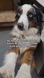 This is what we like to call his pre-bark, or the bark before the storm, because if belly scratches and attention isn't given, these cute little moos turn into baby barks, which turn into big boi barks, which turn into full on puppy temper tantrums. Once again, Shadow has his owners very well trained | blueeyedshadow