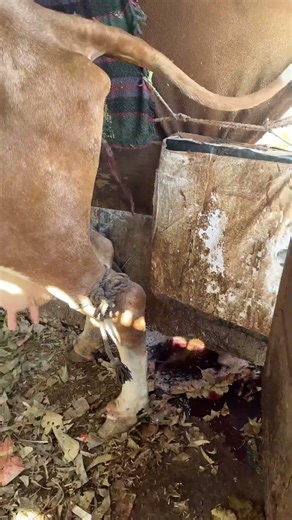 Hematuria in cattle #shorts #veterinary #cattledisease #hematuria #cow #news