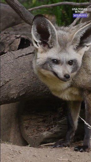 Bat-eared fox kits make first public appearance. See their uniquely cute look.