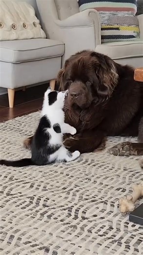 1.4M views · 27K reactions | Newfoundland | Newfoundland | Facebook