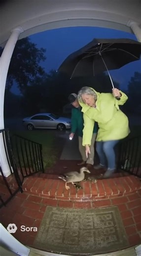 Watch as a caring couple bravely guides a stranded duck family to safety during a raging storm—caught live on camera! Acts of kindness in harsh weather show the best of humanity, making each rescue a moment to remember. Have you ever helped animals during bad weather? Comment below or tag a friend who loves inspiring rescue stories! Hashtag #DuckRescue #StormSafety #ViralVideo #CoupleHero #AnimalCompassion #Heartwarming #WildlifeHelp #RealRescue #KindnessMatters #Trending #FeelGood | Trekk