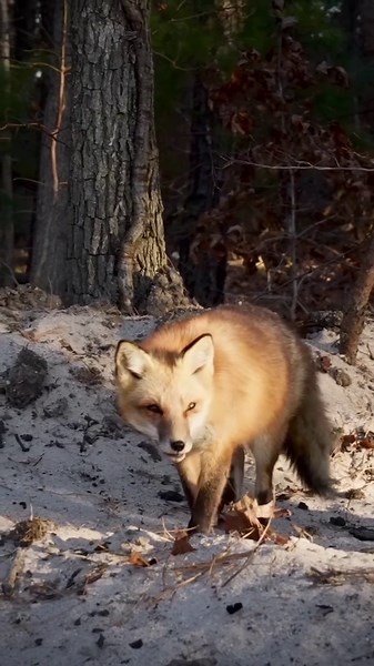 Stop fox hunting now – cruelty has no place in nature