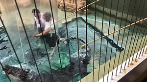 2.3K views · 950 reactions | Sooshi Mango on Reels | Facebook