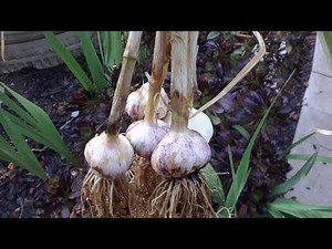 WHEN TO HARVEST GARLIC FROM THE GARDEN 🤔