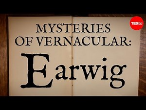 Mysteries of vernacular: Earwig - Jessica Oreck and Rachael Teel