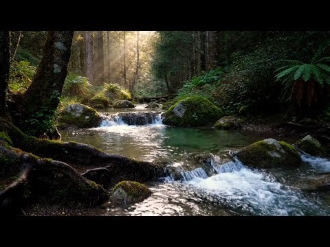 Natural River Flow and Birds Singing | Calm Ambience Sound for Sleeping and Quiet Evening Moments