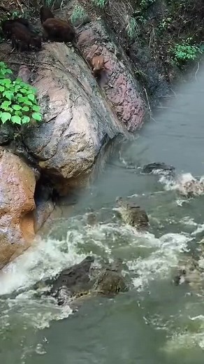 Wild Boars Exploring Nature: Swimming and Foraging