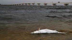 Dead zone conditions being reported in Gulf due to red tide