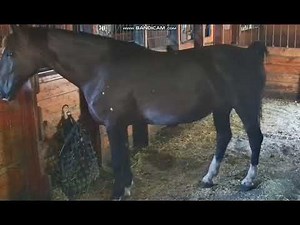 horse poop