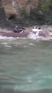 10K views · 433 reactions | Puffin zoomies! 李 | Point Defiance Zoo & Aquarium | Facebook