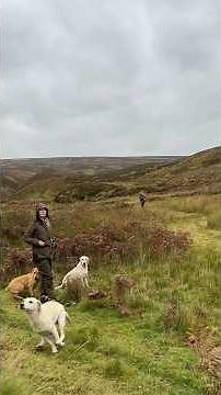 Amazing Labradors, Working on a Shoot Day in Scotland. Gundogs & Partridge Shooting #bestdogs