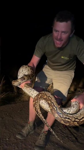 This is an amazing African Rock Python - let me share some of the extraordinary adaptations he has!