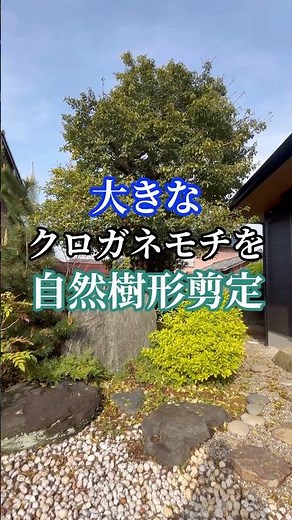 How to prune Japanese silverleaf to a natural tree shape and minimize leggy growth #Gardener