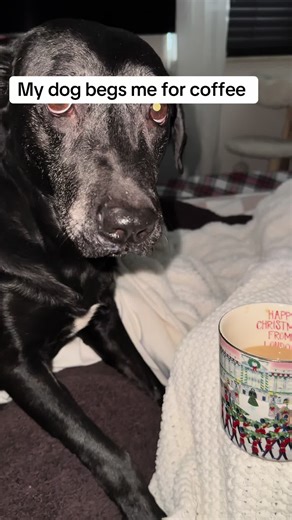 Dog's Morning Coffee Obsession: A Fun Routine