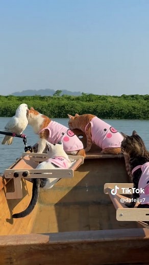 Fishing Cat Videos: Entertaining Clips for Cats