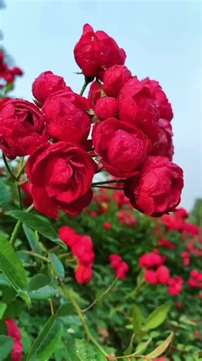 Ayasha (@ayasha0602)’s videos with original sound - Ayasha