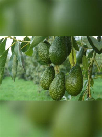 🌱 Weekly Pest Tip | Avocado Farming 🥑 Avocado is becoming a top cash crop with growing export demand! But pests like FCM & Persia mites can reduce yield and quality. But Guess what? No need to worry, KAPI we’ve got you covered! ✅ Persia mites: Spray Biopest Plus or Agripest Organic 75E ✅ FCM: Take a holistic approach – Spray Flower DS or Biopest Plus on the leaves & apply the Flower Dust evenly around the base of the tree, spreading it to the width of the canopy for best results. 🌿 Our biopes