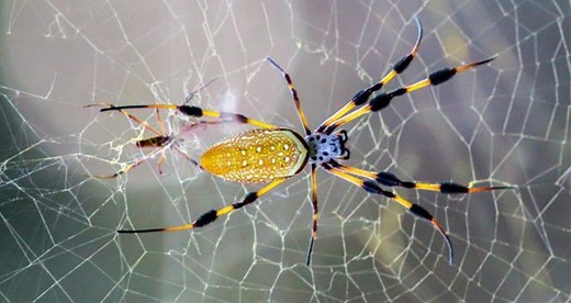 This Spider's Web Is Stronger Than Steel And Was Once Used To Make Fishing Nets