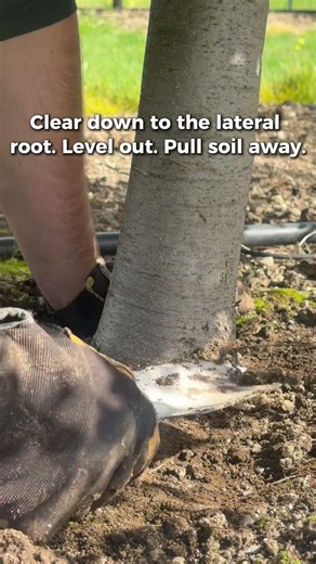 Why Soil Buildup Around Truffle Tree Trunks Causes Rot (And How to Fix It)