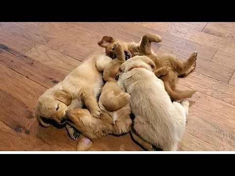 7 Week Old Golden Retriever Puppies Wrestling