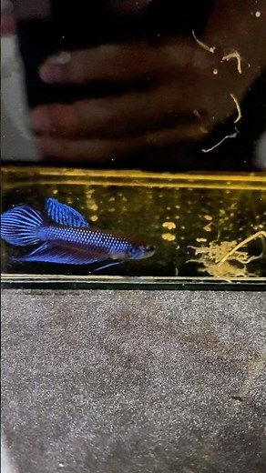 Frozen bloodworms are high in protein, helping betta fish grow quickly, have firm bodies, and bea...